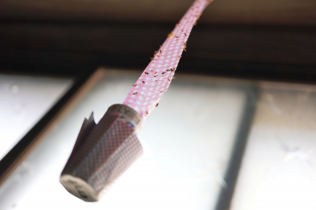 ゴミ屋敷に湧くコバエを放置すると危険！？リスクや根本的に退治する方法